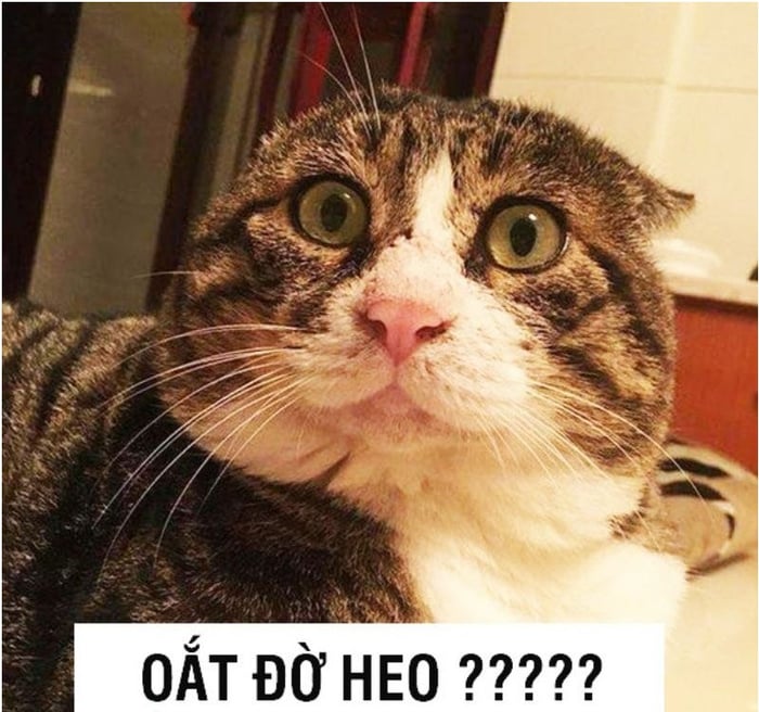 Tổng hợp hình ảnh bất lực meme hài hước dành cho bạn - Ảnh 27.