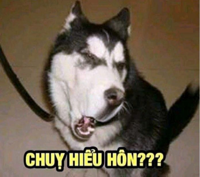 Luu ngay 100+ hinh con cho meme cute, hai huoc cuoi dut ruot - Hinh 3.