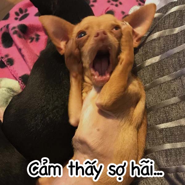 Luu ngay 100+ hinh con cho meme cute, hai huoc cuoi dut ruot - Hinh 18.