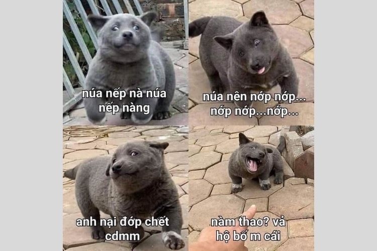 Luu ngay 100+ hinh con cho meme cute, hai huoc cuoi dut ruot - Hinh 32.