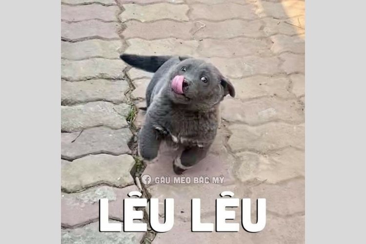 Luu ngay 100+ hinh con cho meme cute, hai huoc cuoi dut ruot - Hinh 33.