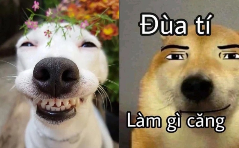 Luu ngay 100+ hinh con cho meme cute, hai huoc cuoi dut ruot - Hinh 42.